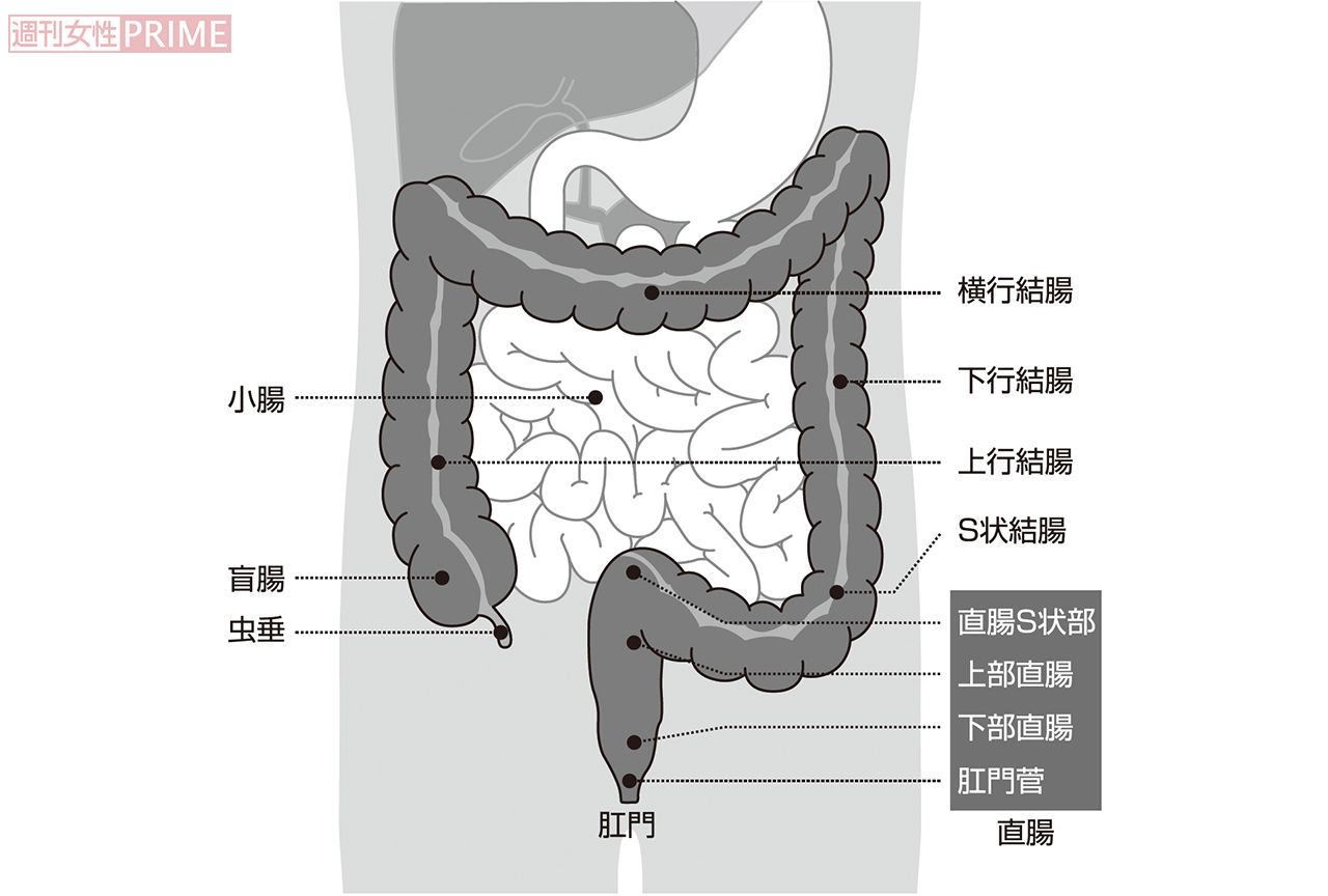 腸の構造　グラフィック／スヤマミヅホ