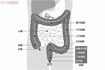 腸の構造 グラフィック/スヤマミヅホ