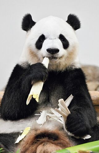 彩浜♀　写真／高氏貴博（毎日パンダ）