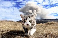 『ねこ写真展』待望の第2回が開催!　激カワ写真約800点が横浜に集結