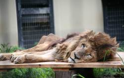 アドベンチャーワールド生まれのナイル。眼光が鋭いが穏やかな光をたたえる