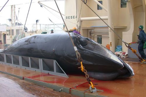 ミンククジラの体重測定。写真提供／（一財）日本鯨類研究所