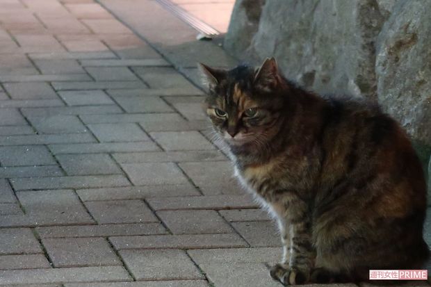 真夜中になると、榎のそばに野良猫が