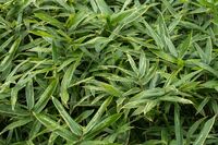 【知って楽しい雑学】NHK『らんまん』主人公・万太郎のモデル牧野富太郎の功績がスゴい！生き物の新種を発…