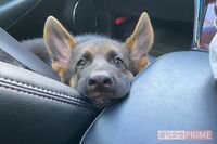 ペットサロンで愛犬死亡、「殺された」と訴える飼い主に“疑惑の店長”がまさかの主張