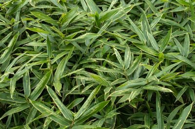 【知って楽しい雑学】NHK『らんまん』主人公・万太郎のモデル牧野富太郎の功績がスゴい！生き物の新種を発…