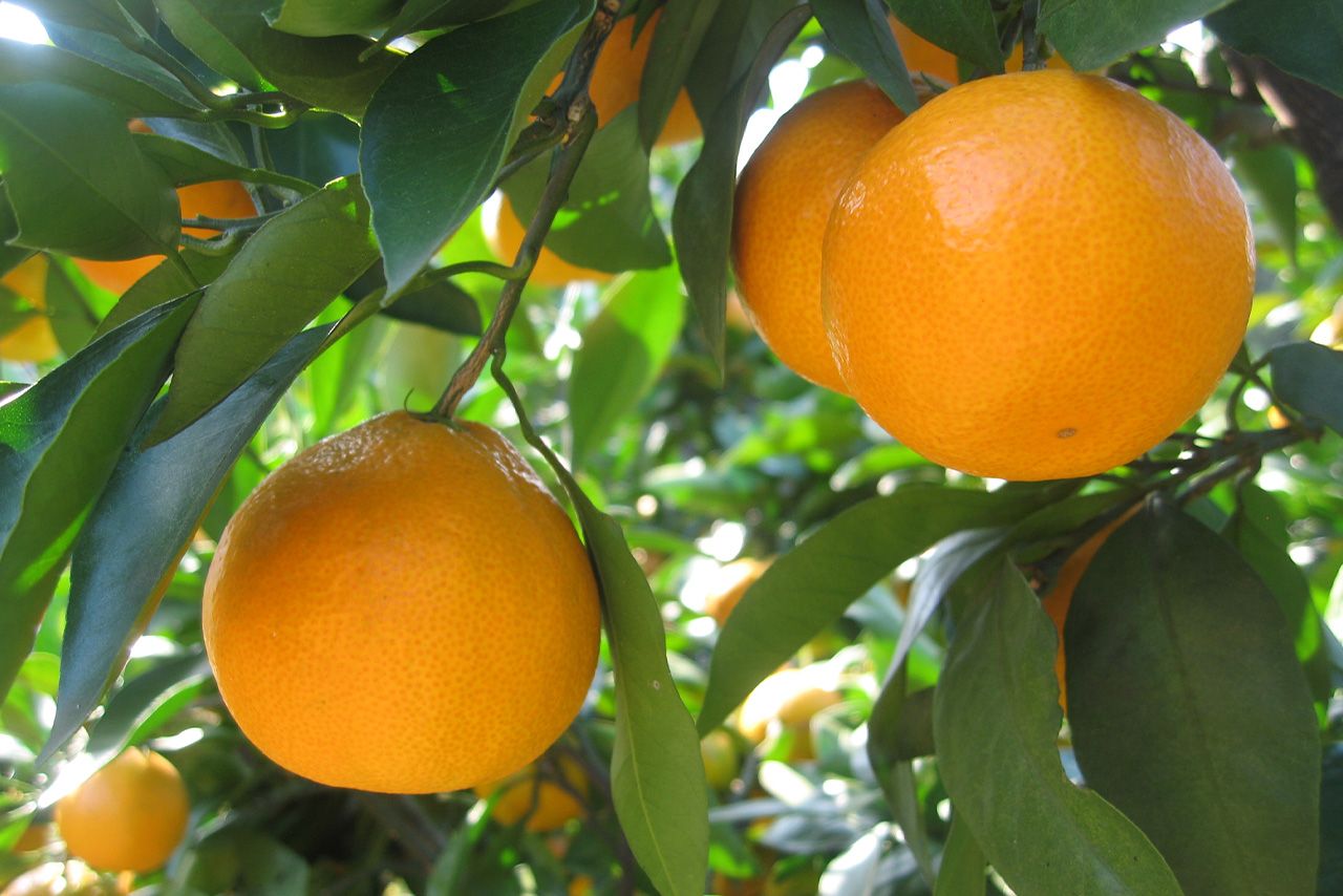 東京でみかん狩りができる　写真提供／武蔵村山観光まちづくり協会