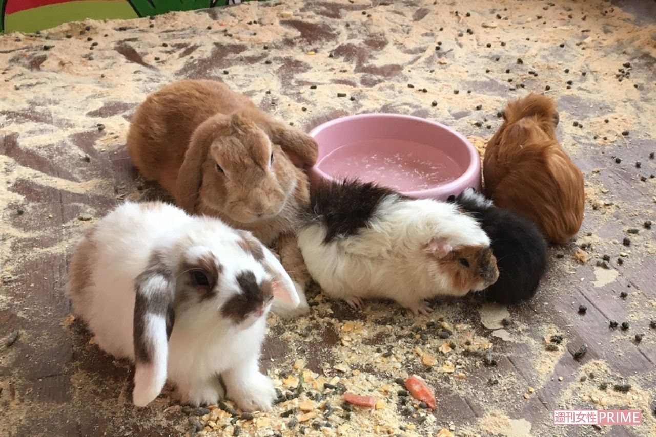 移動動物園で展示されていたウサギたち。糞が散乱する中にはエサとみられるニンジンのかけらも落ちていた（提供同）