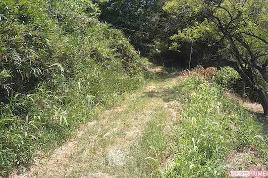 梨畑までの坂道。軽トラは入れないほど狭く、登れないほど急勾配