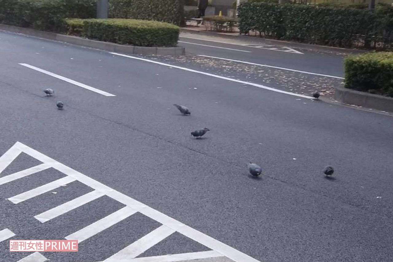 現場から200メートルほど離れた道路。路上のハトがかなり多かった
