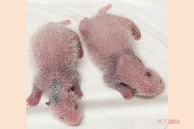 誕生直後の双子の体重は124グラムと146グラム。生後8日齢の2頭は耳が黒くなるなど体の模様が出始めた（'21年7月1日撮影）写真／（公財）東京動物園協会提供