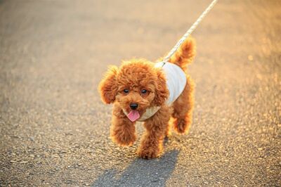 散歩をすることにより全身で刺激を受けると、認知症防止につながる。外に出て日光を浴びることで、体内リズムも整う（写真はイメージです）