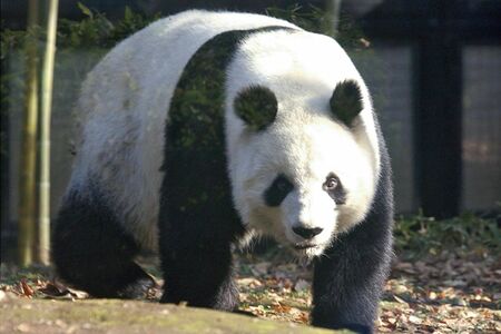 シュアンシュアン♀　写真／共同通信社