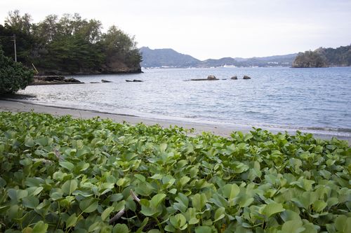 父と整備した扇浦。美しい姿を取り戻した